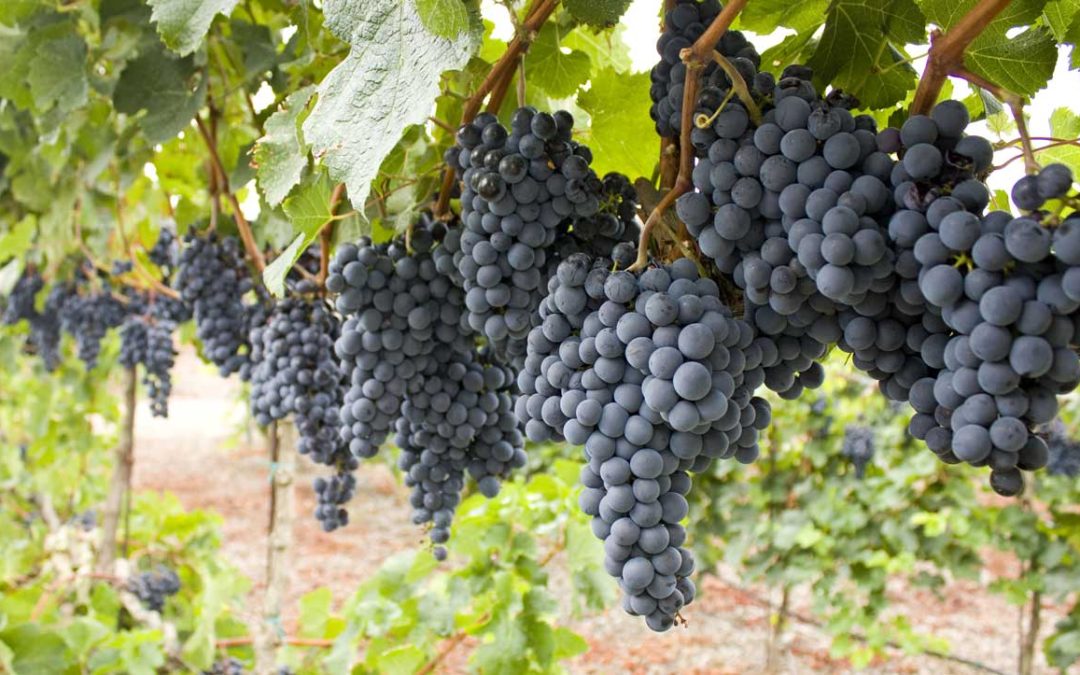 Robert Willis Reserve Malbec